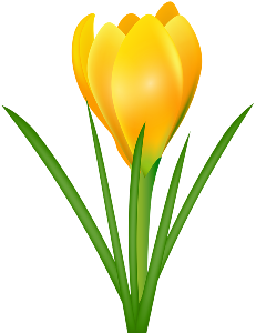 a yellow crocus